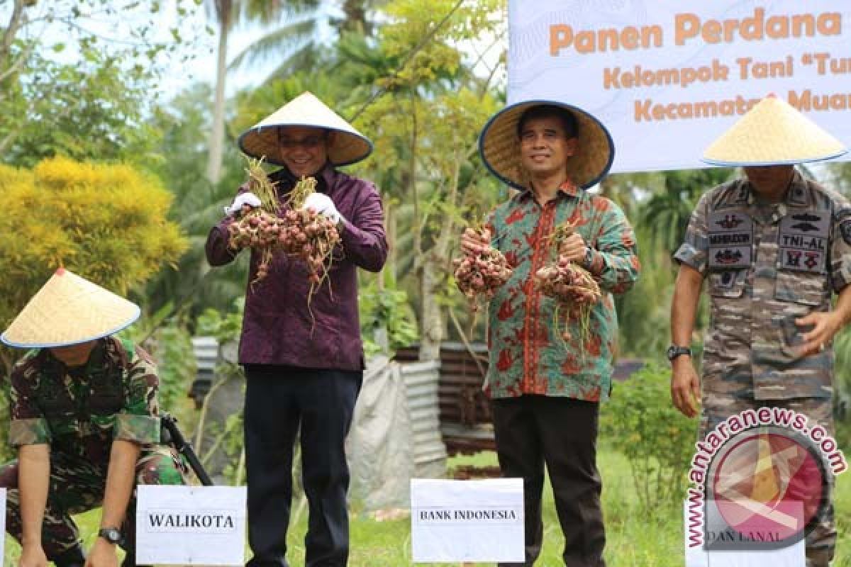 Petani Binaan BI Lhokseumawe Panen Bawang Merah