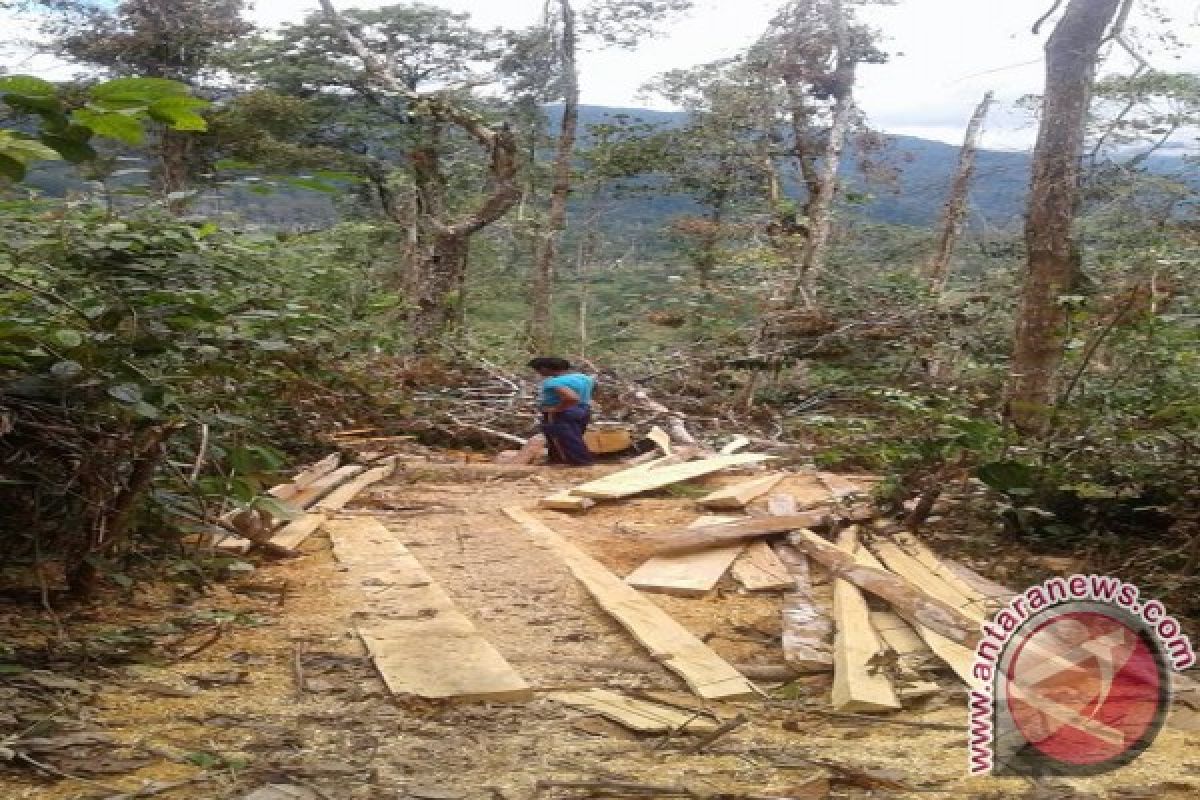 Anggota DPRD Desak Pemerintah Segera Rehabilitasi Hutan 
