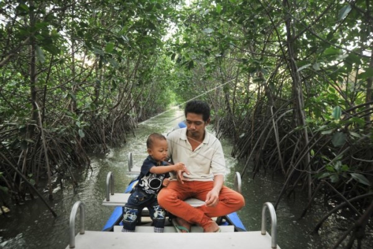 Wisata Hutan Bakau Kertomulyo Diminati Wisatawan