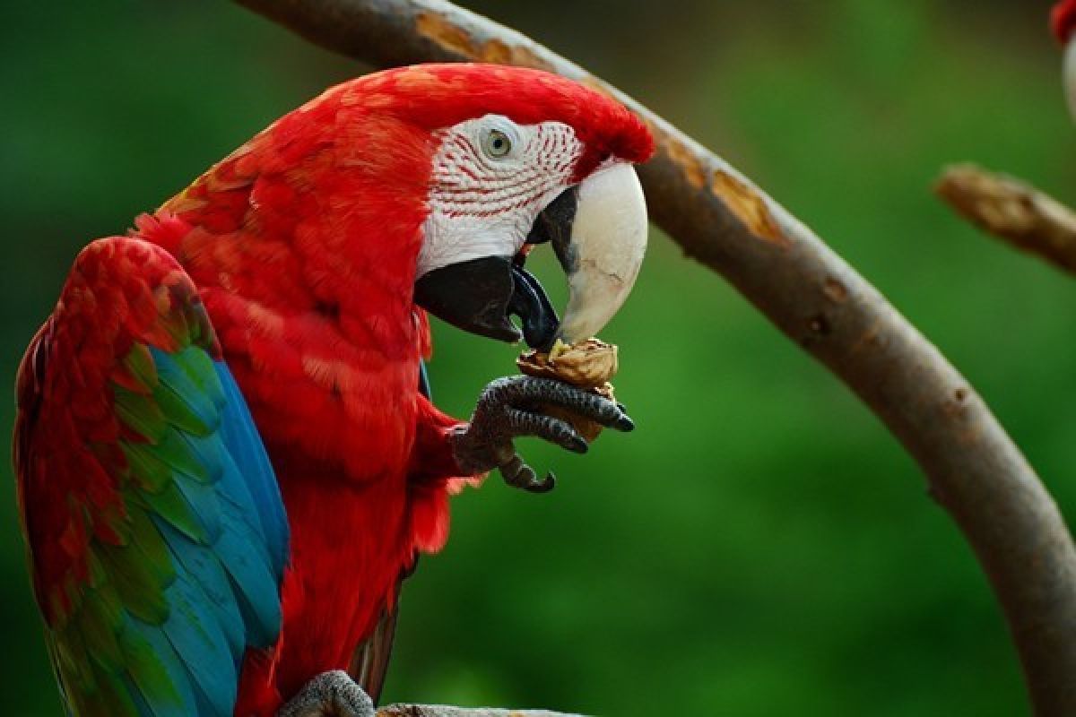 Ilmuwan Pecahkan Misteri Warna Merah pada Burung