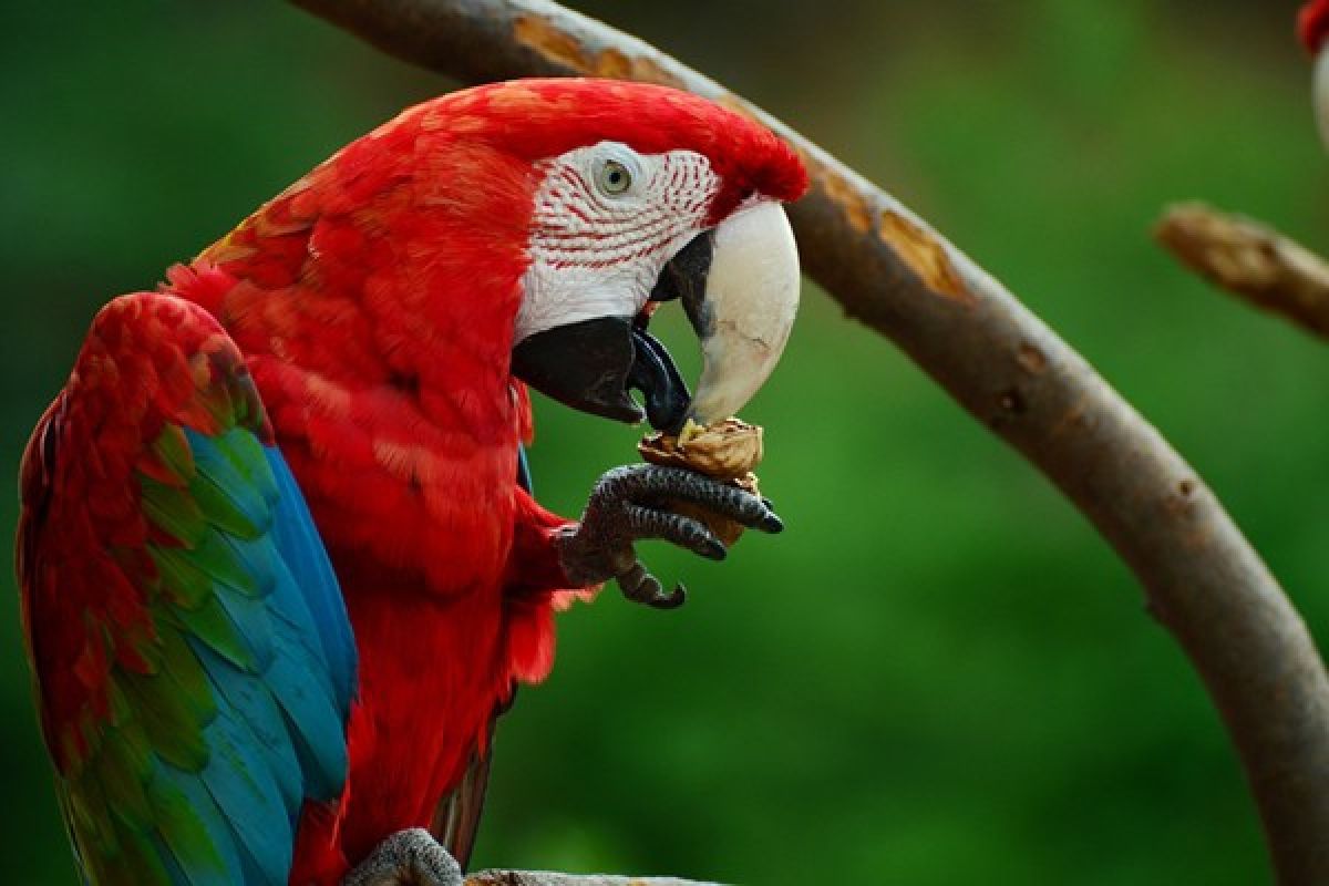 Ilmuwan pecahkan misteri warna merah pada burung