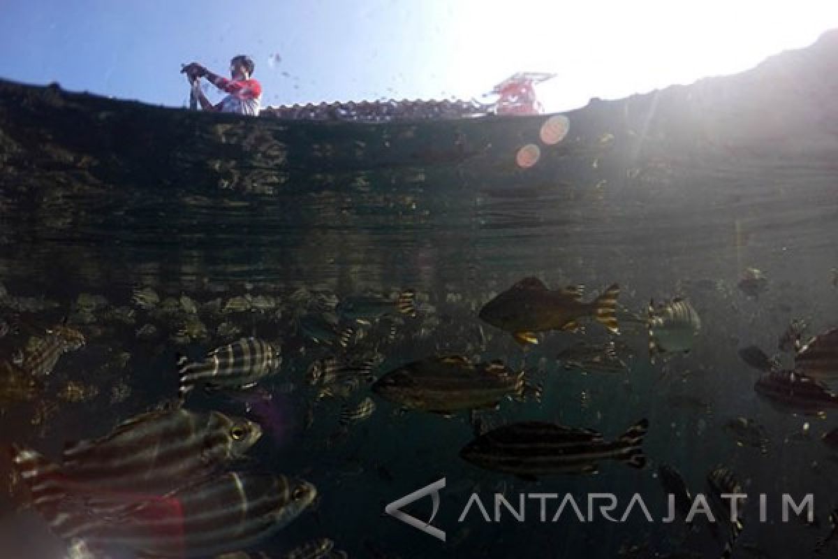 Menteri Susi dijadwalkan buka kegiatan Banyuwangi Underwater Festival