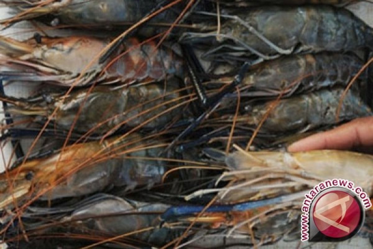 Udang vaname NTB belum diizinkan masuk Thailand 