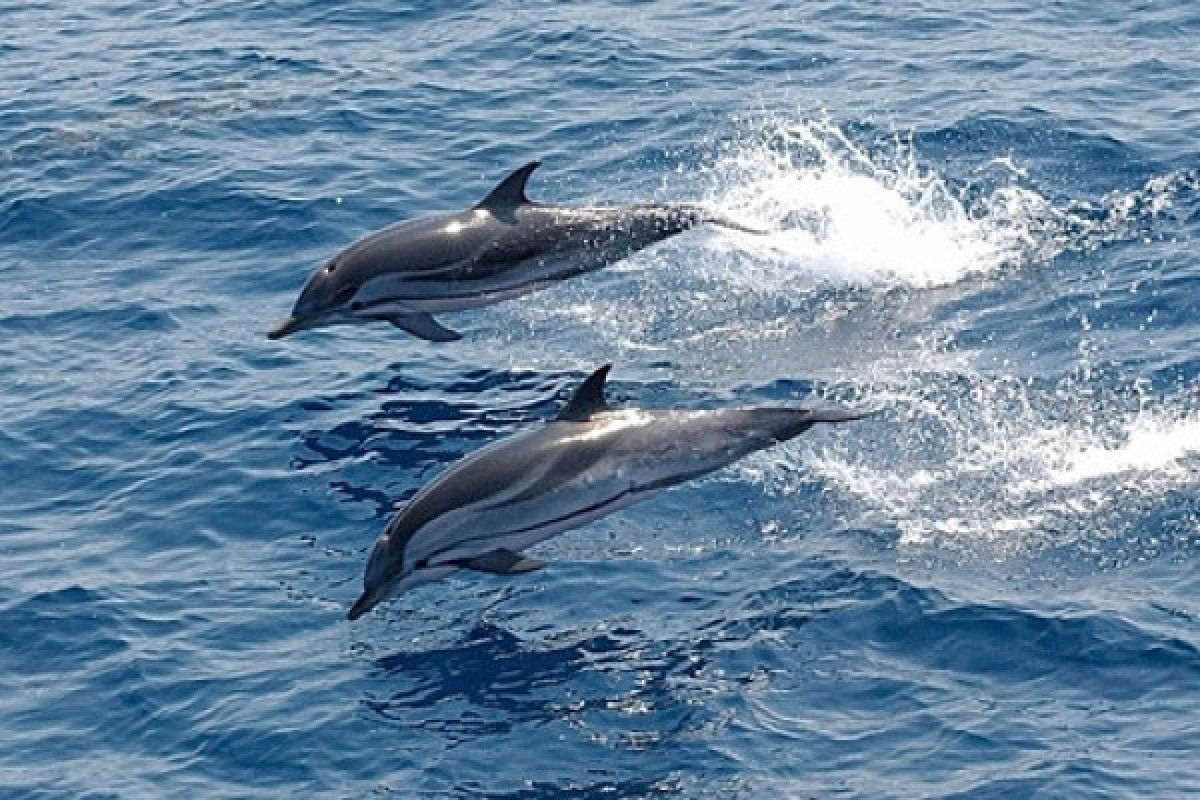 Lumba-lumba Terdampar Di Pantai Kenjeran Jatim