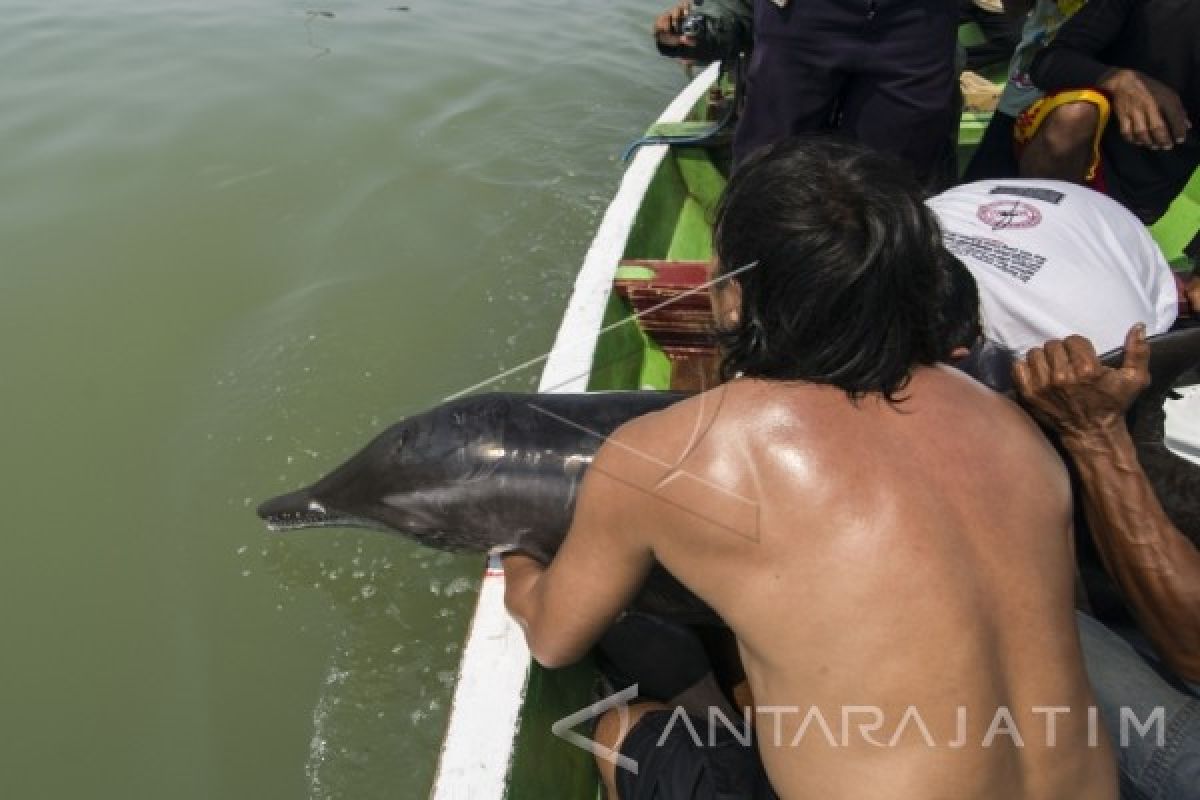 Lumba-lumba Terdampar Dilepas di Kaki Jembatan Suramadu