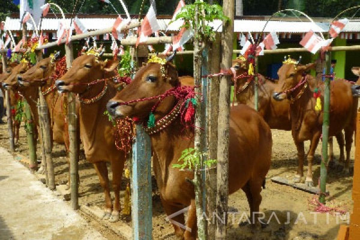 Dispertanak Bangkalan Siapkan Pakan Ternak Alternatif Saat Kemarau