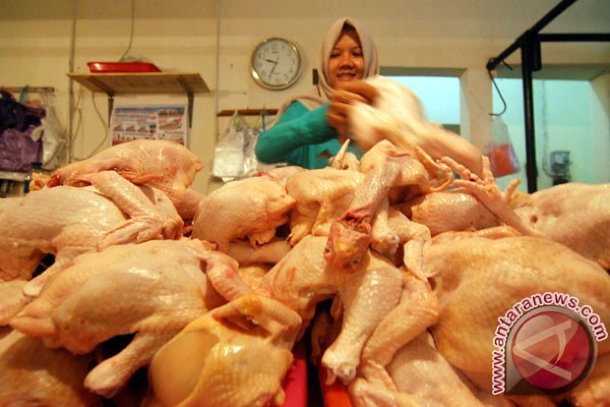 Pedagang ayam di Toboali keluhkan sepinya permintaan