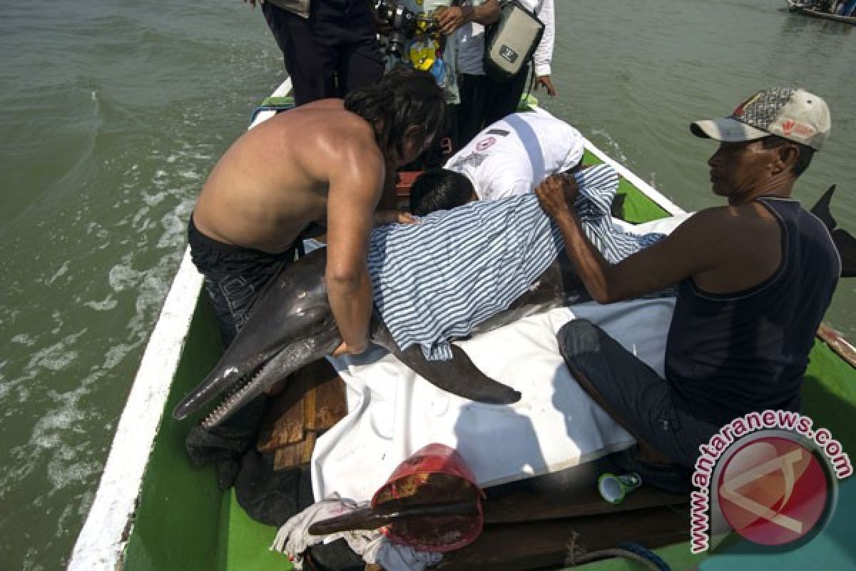 Lumba-lumba terdampar di Surabaya ditemukan tewas