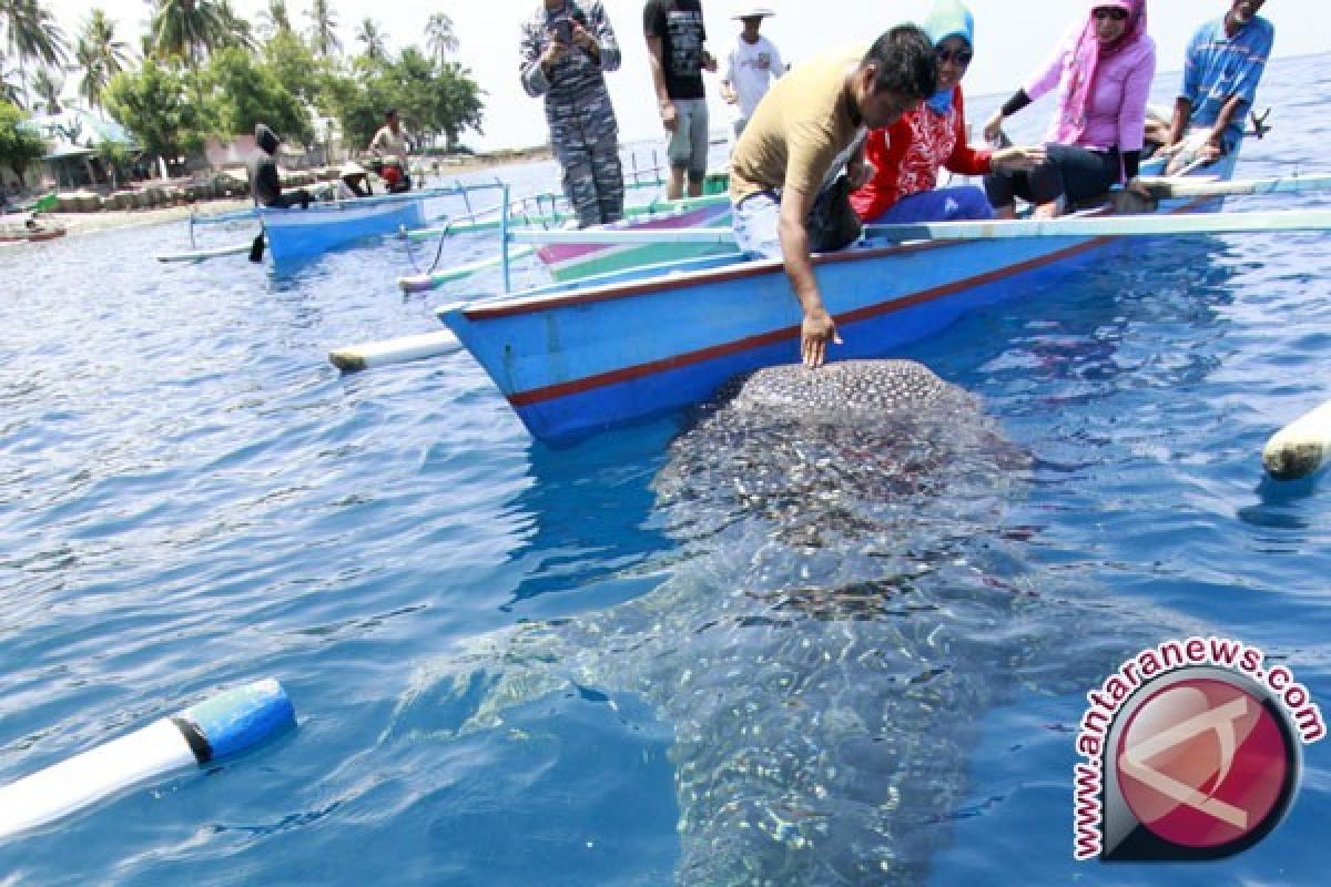 Hiu Paus di Gorontalo