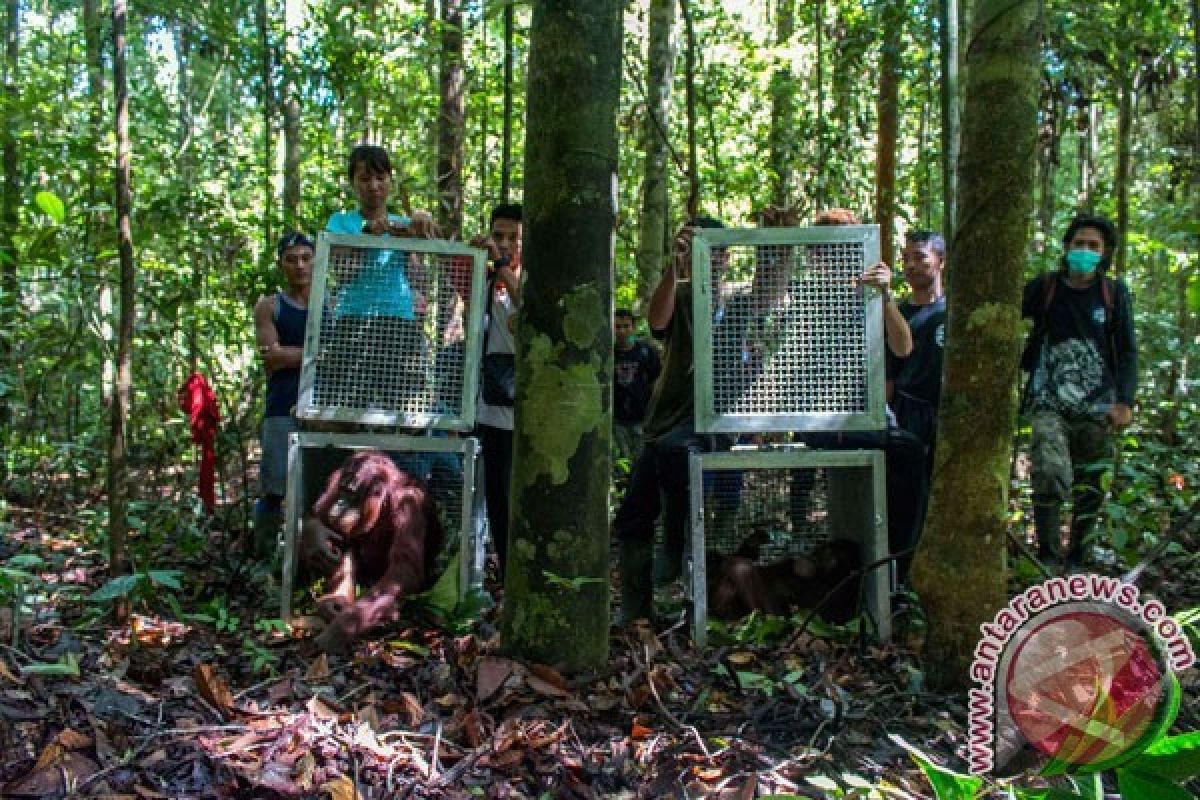 Dua Orangutan Repatriasi asal Thailand Dilepasliarkan