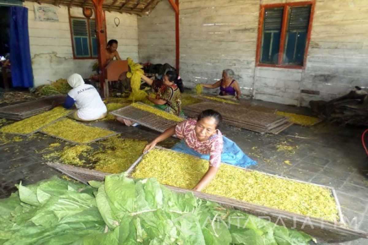 Petani Tembakau Bojonegoro Harus Utamakan Mutu