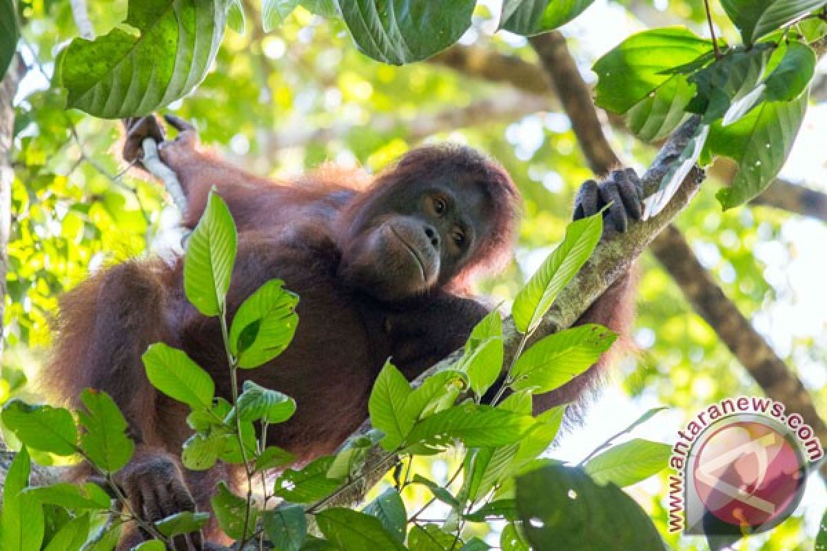 Orangutan berkeliaran di sekitar terminal