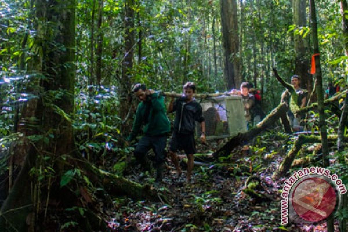 Norwegia-Indonesia perkuat kemitraan perlindungan hutan.