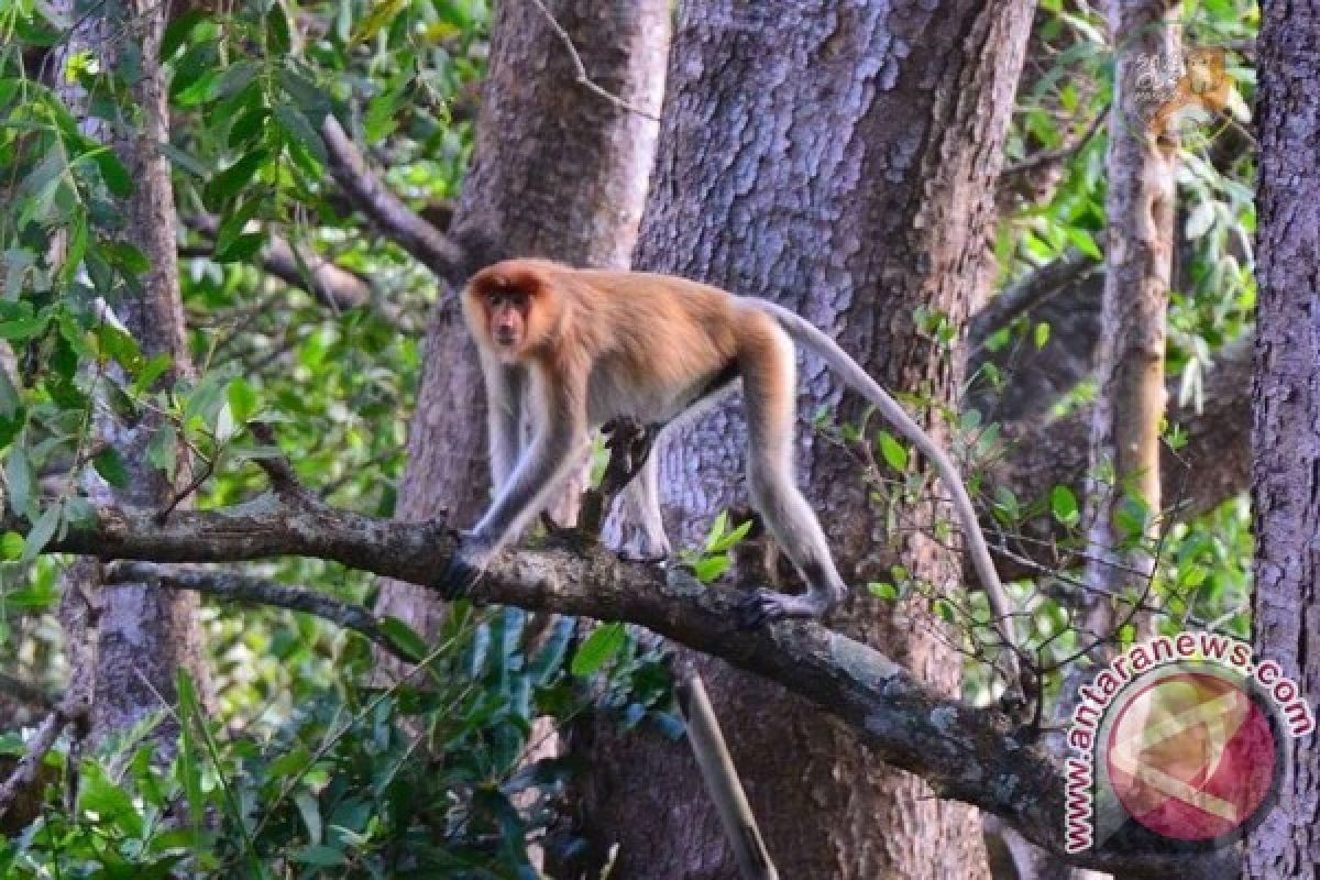 Pemkab Terus Kembangkan Ekowisata Bekantan