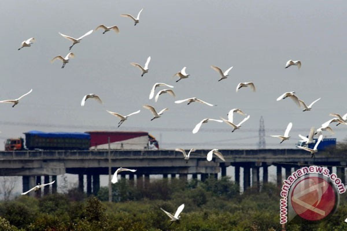 Burung Bangau Ancam Penerbangan di Bandara Pangsuma 