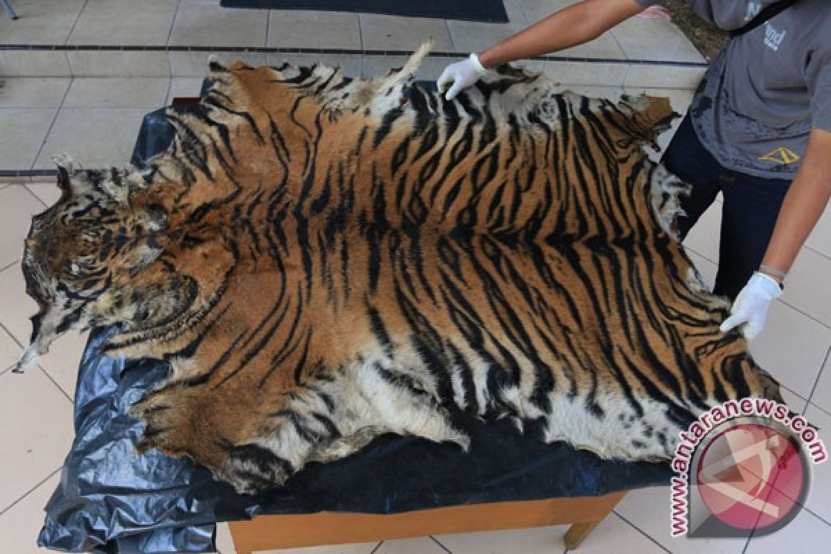 WWF apresiasi atas hukuman penjual kulit harimau