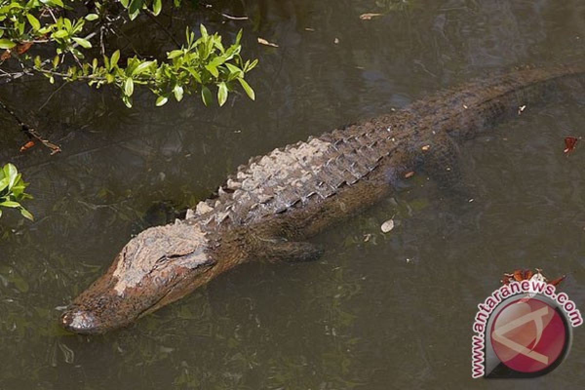 Warga diingatkan waspadai buaya di Sungai Gegas