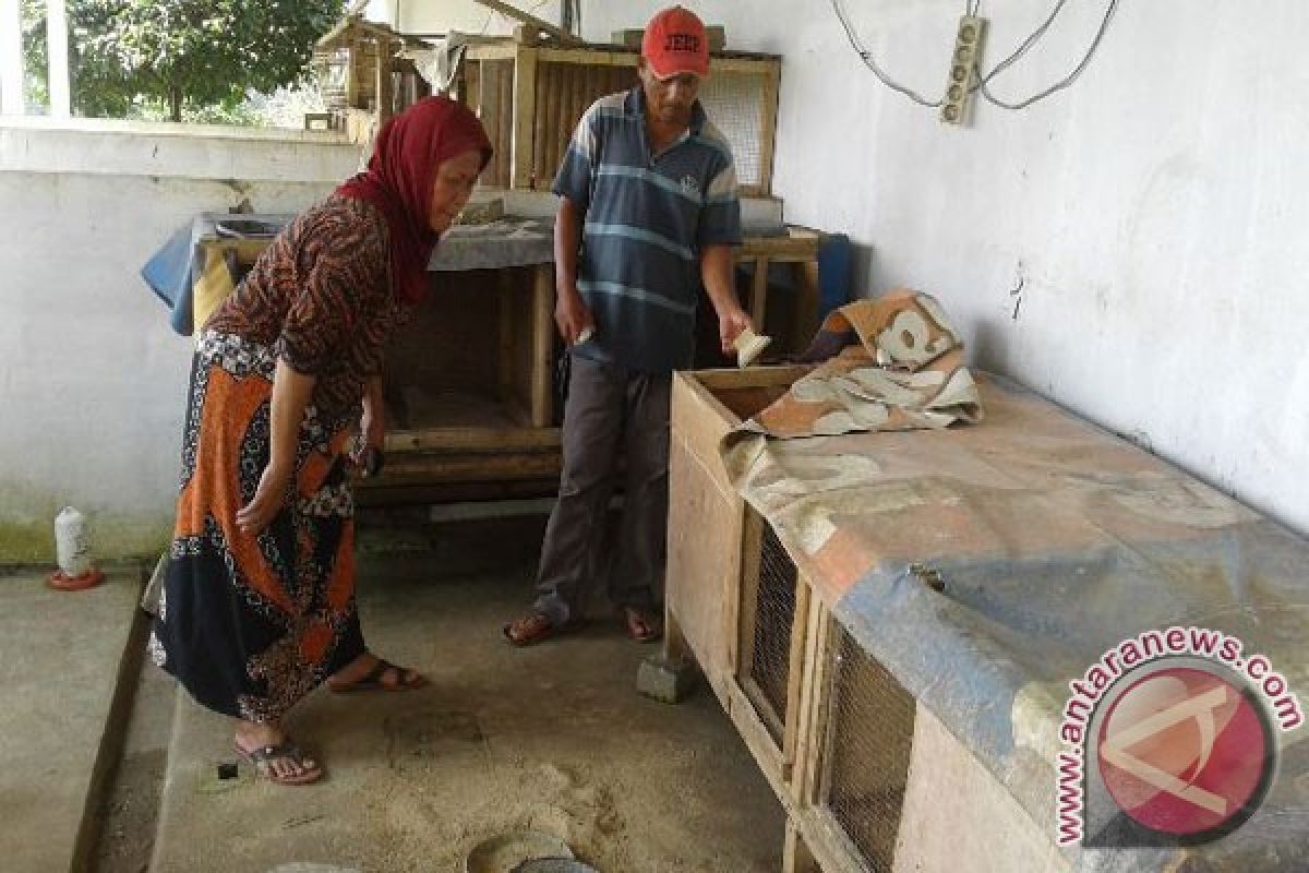 Seorang Wanita Tewas Tertimpa Kandang Ayam