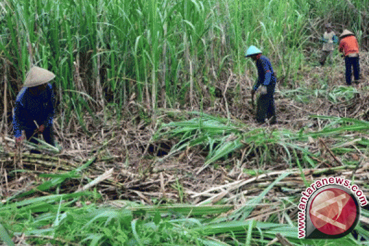 Petani Dompu dilatih produksi bibit tebu unggul 