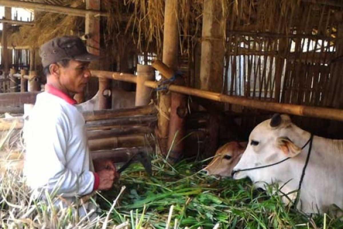 Jingkrak Sundang Lahirkan Kelompok Ternak Sapi