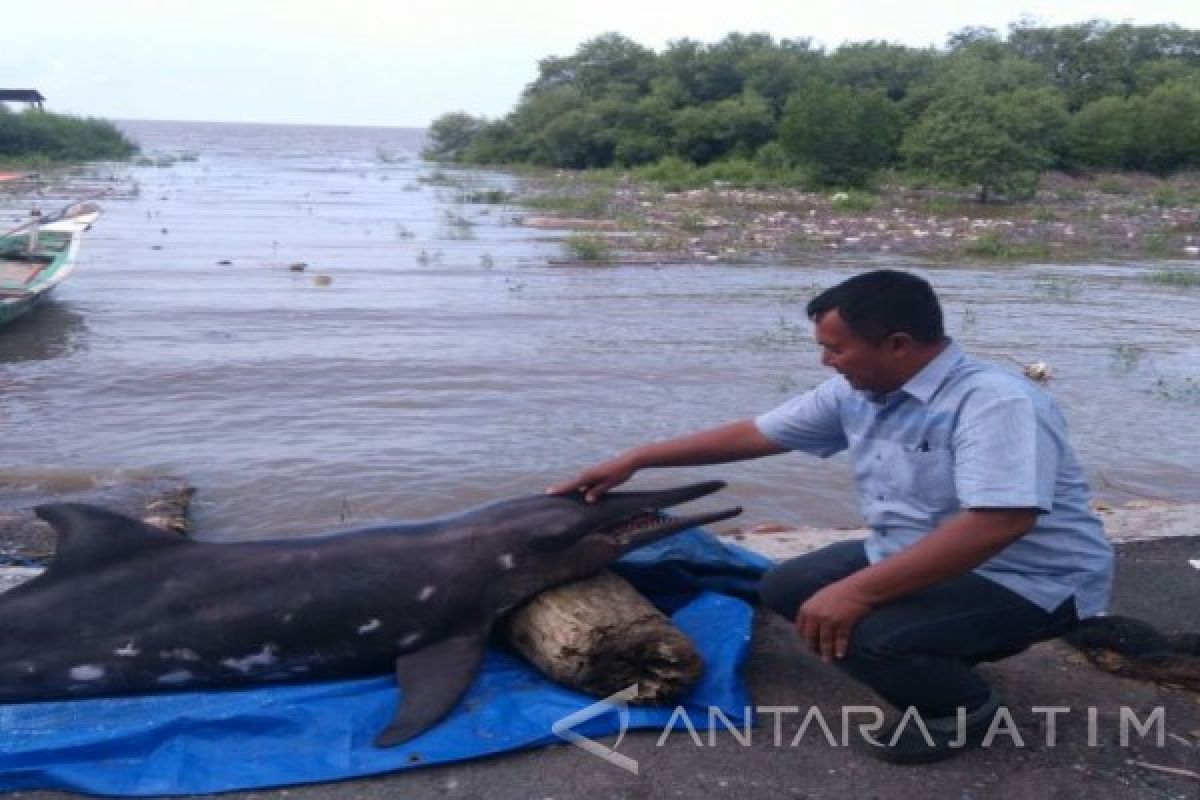 Lumba-lumba Terdampar di Surabaya Ditemukan Tewas