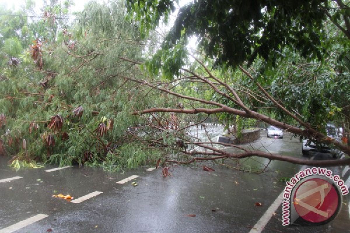 Seorang warga Nagan tewas tertimpa pohon