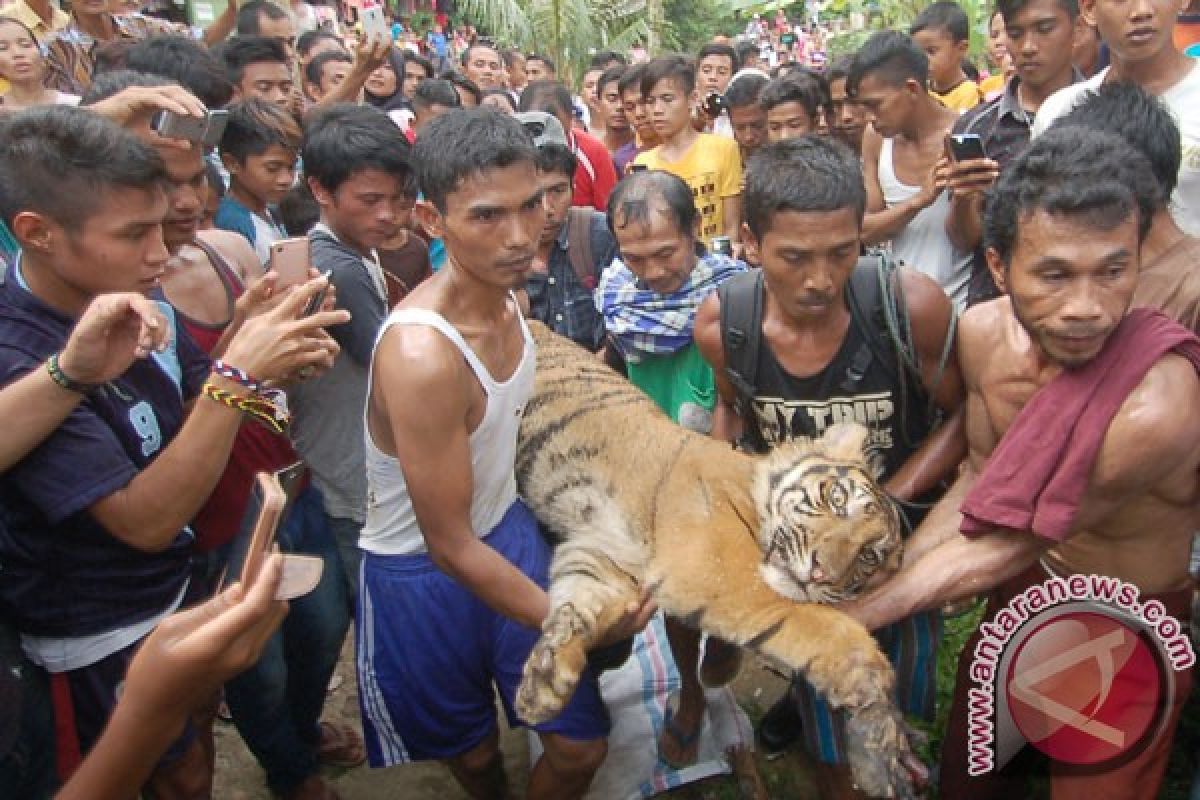 Harimau terjerat berhasil dievakuasi