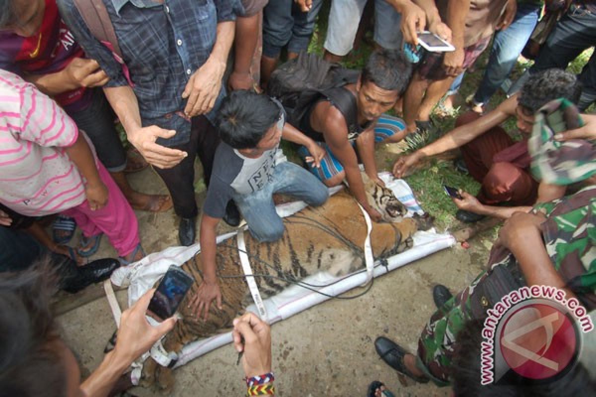 Warga harapkan harimau sumatera tetap di Mandeh