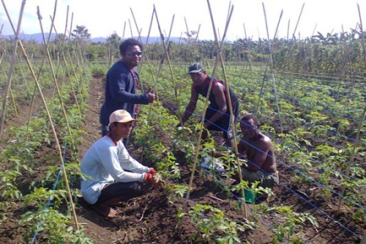 Pemkot Jayapura pertahankan daerah sayur di perbatasan RI-PNG