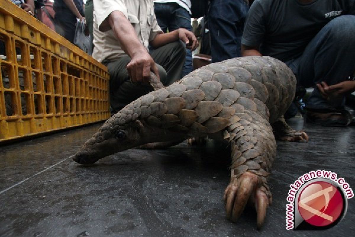 Tiga Spesies di Bangka Barat Terancam Punah