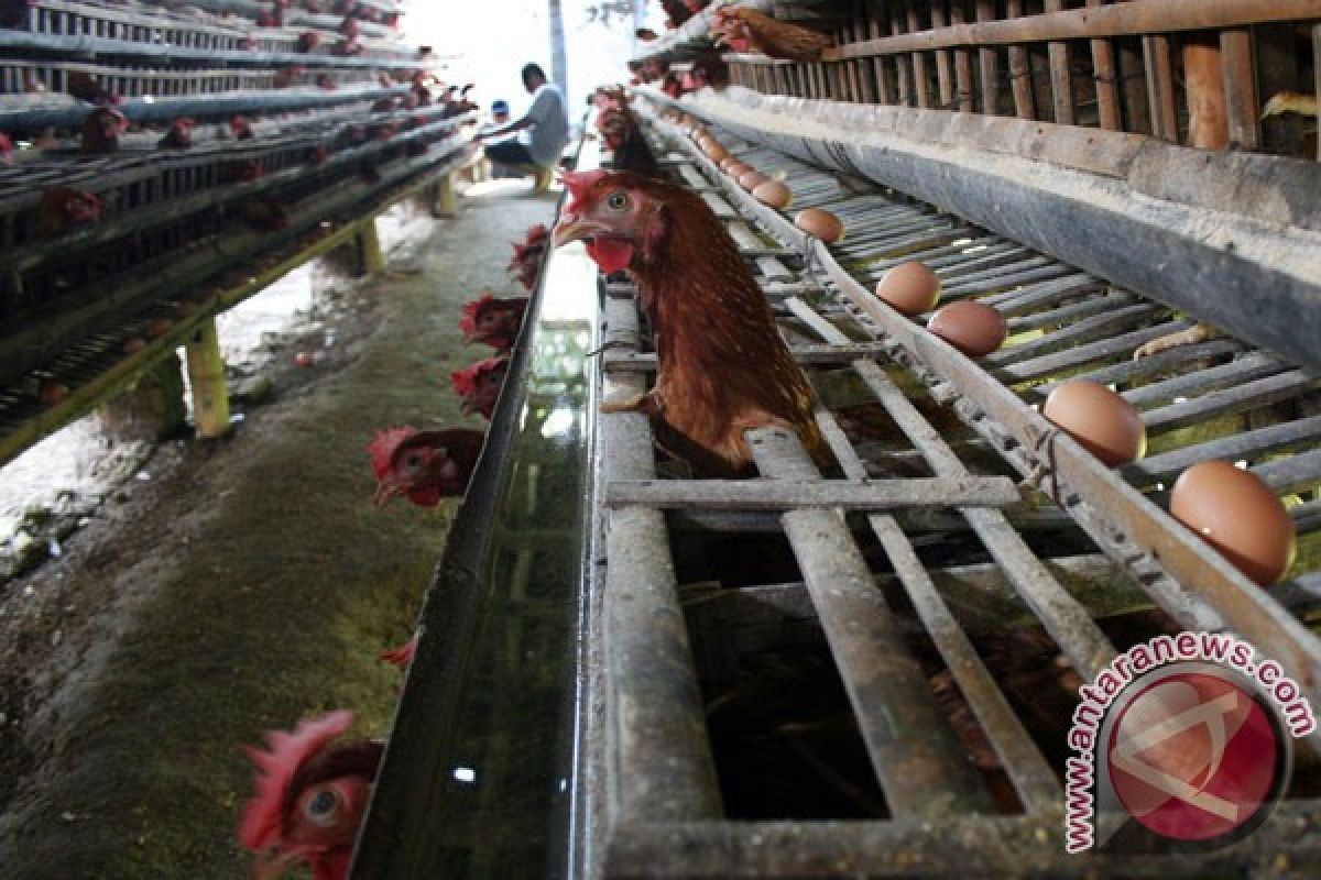 Mukomuko kembangkan usaha peternakan ayam petelur 