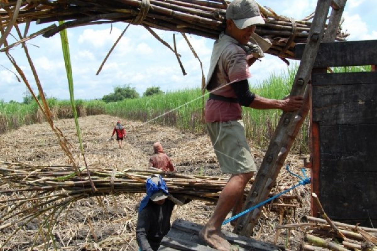 Petani Tebu Terapkan Mekanisasi Atasi Keterbatasan Pekerja