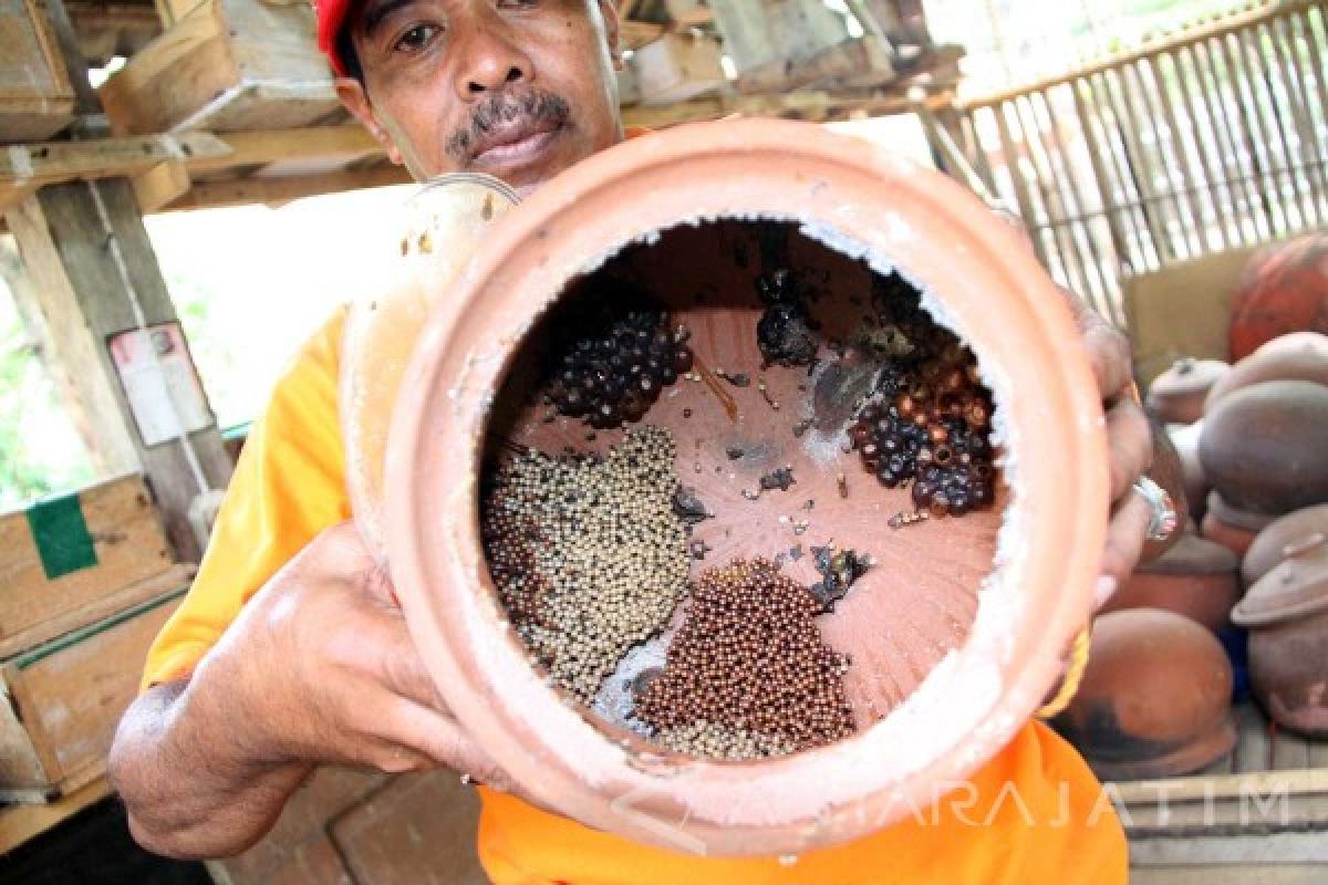 Peladang Hutan Tulungagung Kembangkan Budi Daya Lebah Klanceng