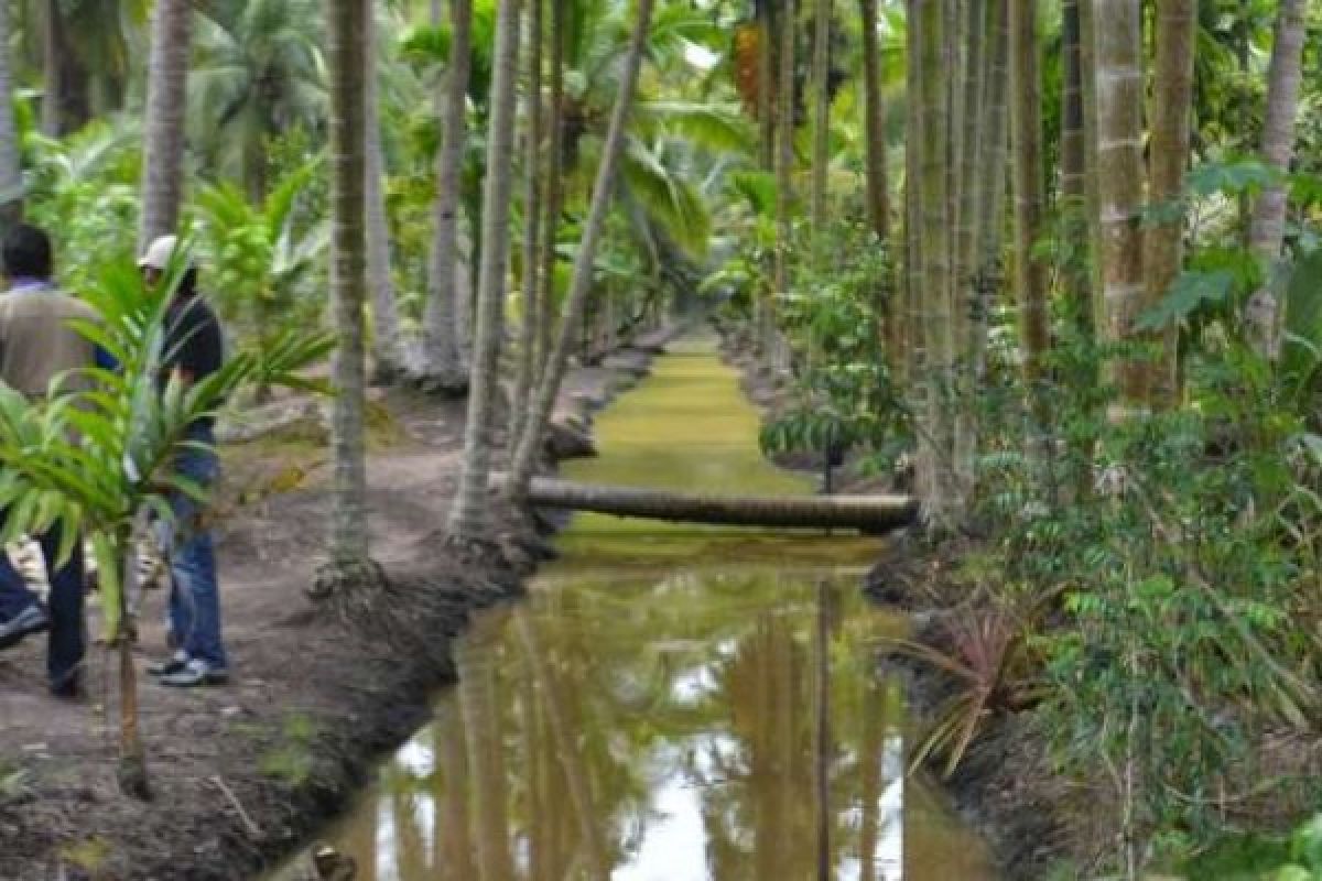 Disbun: Selamatkan Kebun Kelapa Rakyat Dengan Trio Tata Air