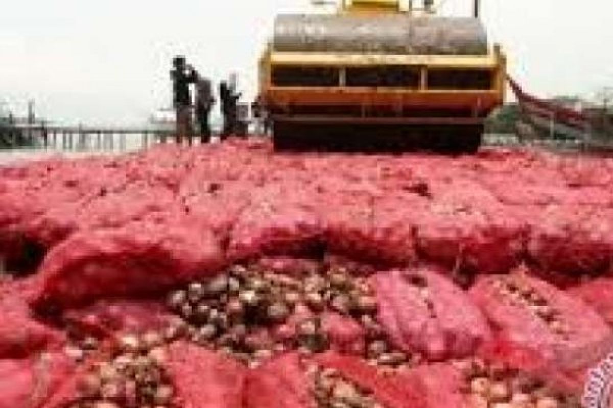 BC Dumai Musnahkan 82 Ton Bawang Merah dengan Alat Berat 