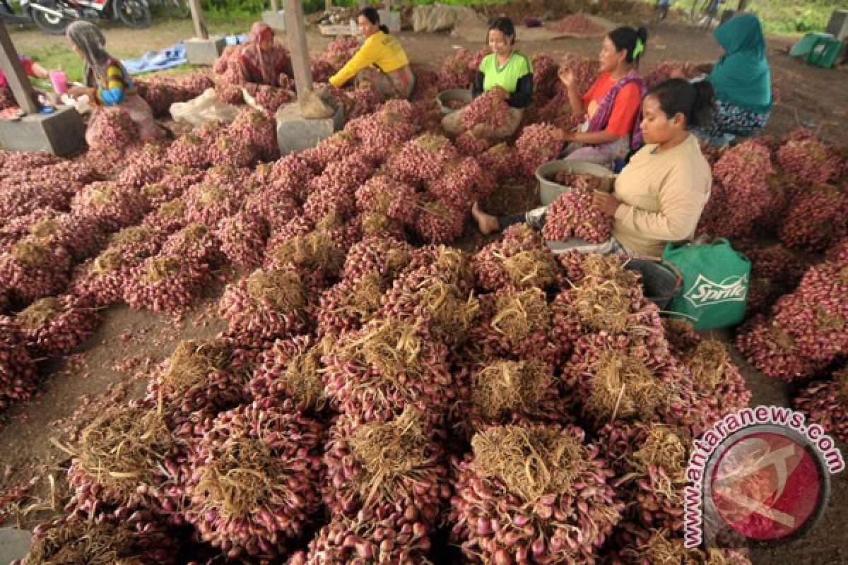 Mentan melepas ekspor 5.600 ton bawang merah ke Thailand