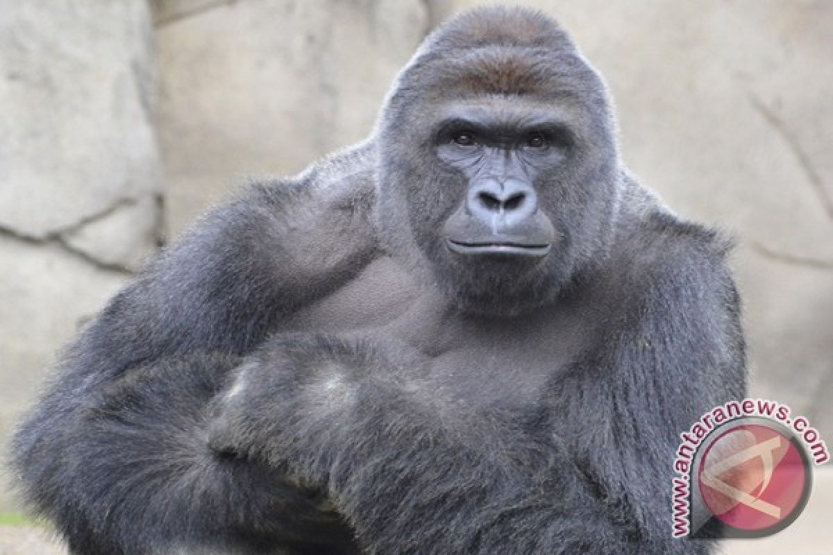 No charges against mother in Cincinnati gorilla case: Prosecutor