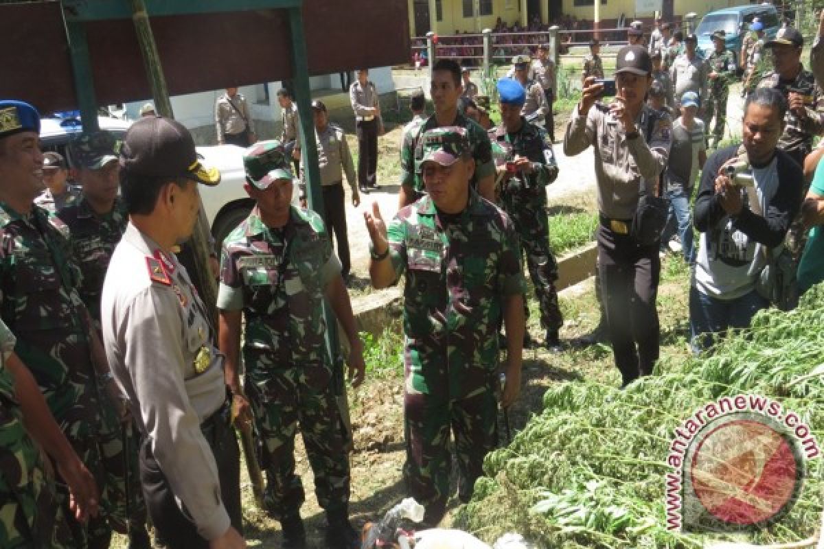 Saat Latihan, Yonif Raider 100 Temukan Lahan Ganja