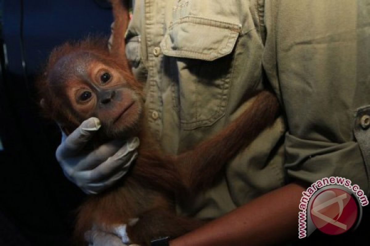 BKSDA evakuasi orangutan dari anggota Brimob