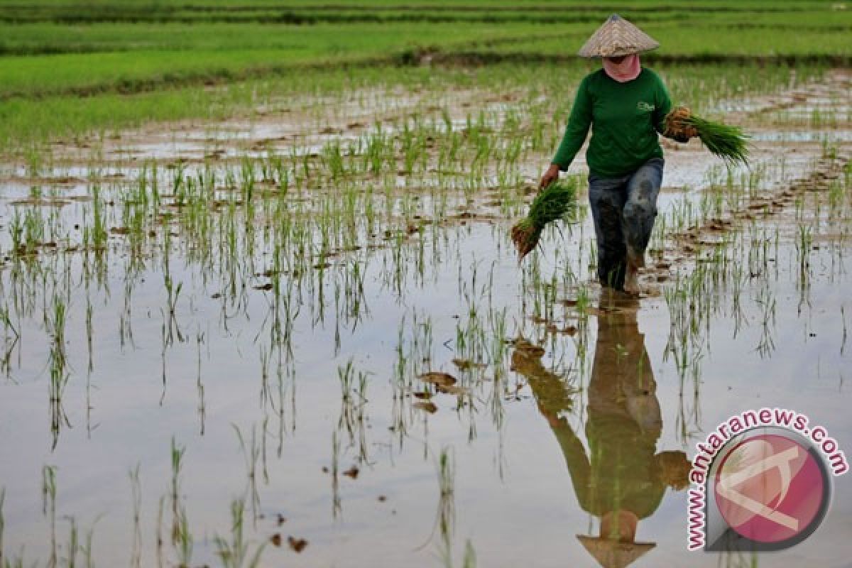 Hujan ancam padi siap panen di Konawe