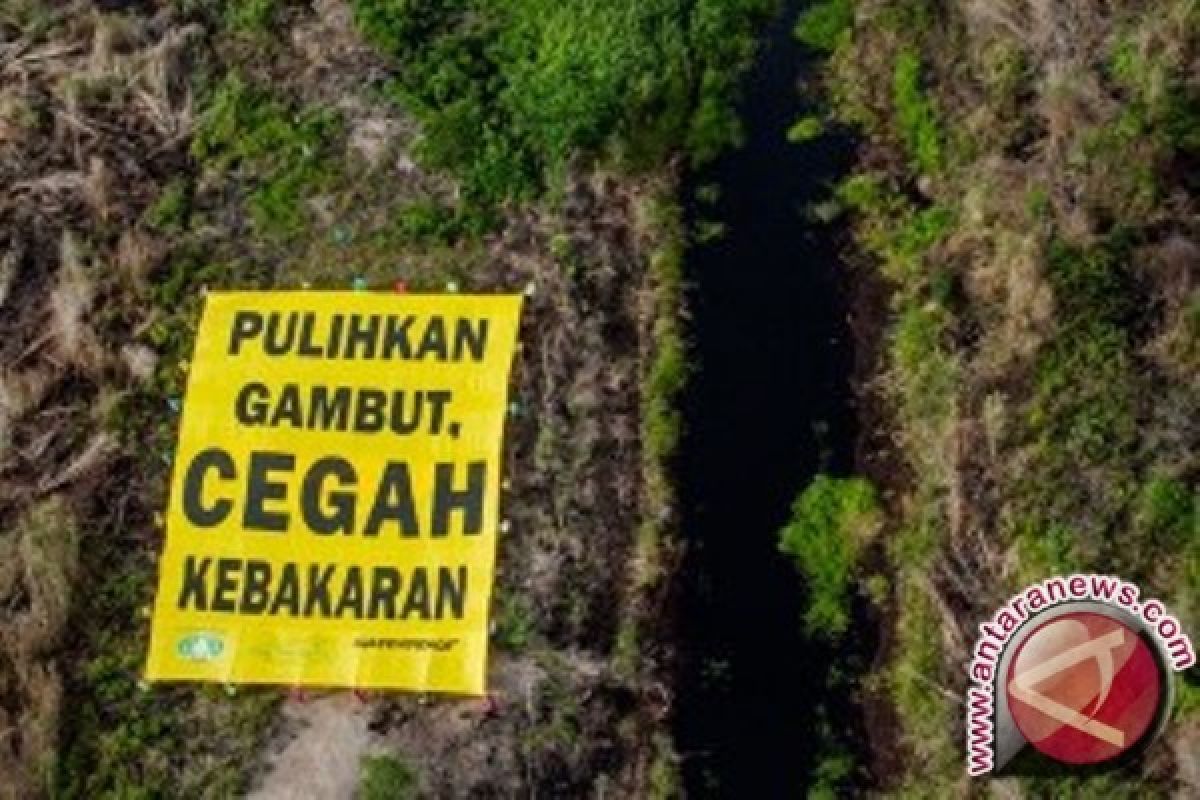 BRG: 81 hektare lahan gambut Papua rusak 