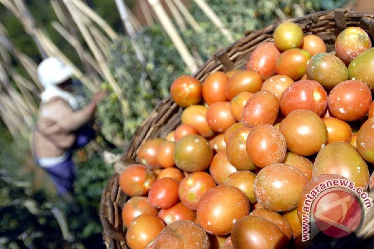 Panen Tomat  Hasilkan 4 Kg per Batang