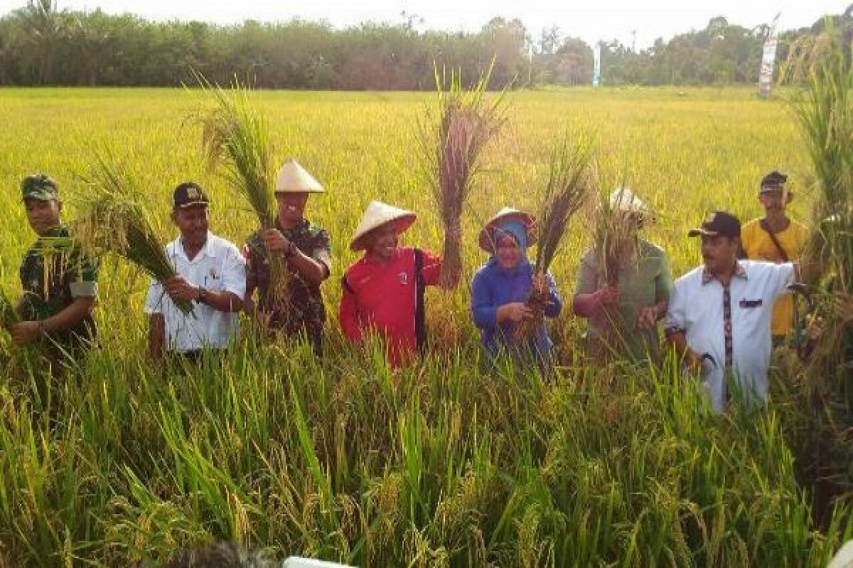 Dandim Jayapura dan Wabup Keerom pimpin panen raya padi