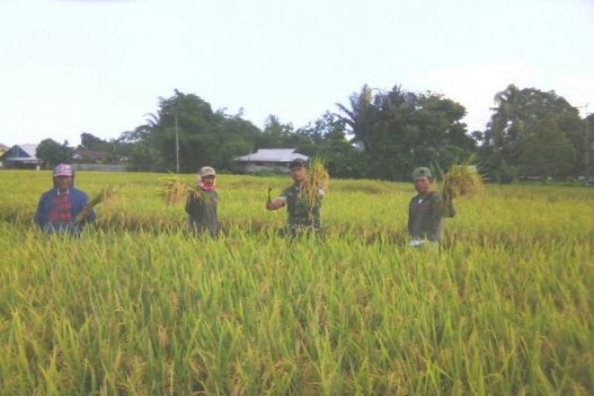 Babinsa Koramil Nabire dampingi petani panen raya padi