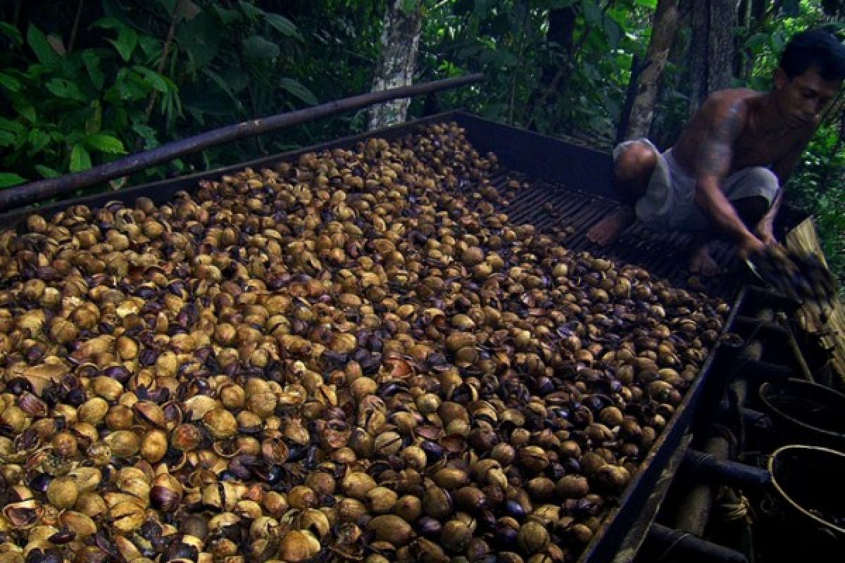 Petani Dapat Bantuan Mesin Pengolah Buah Tengkawang