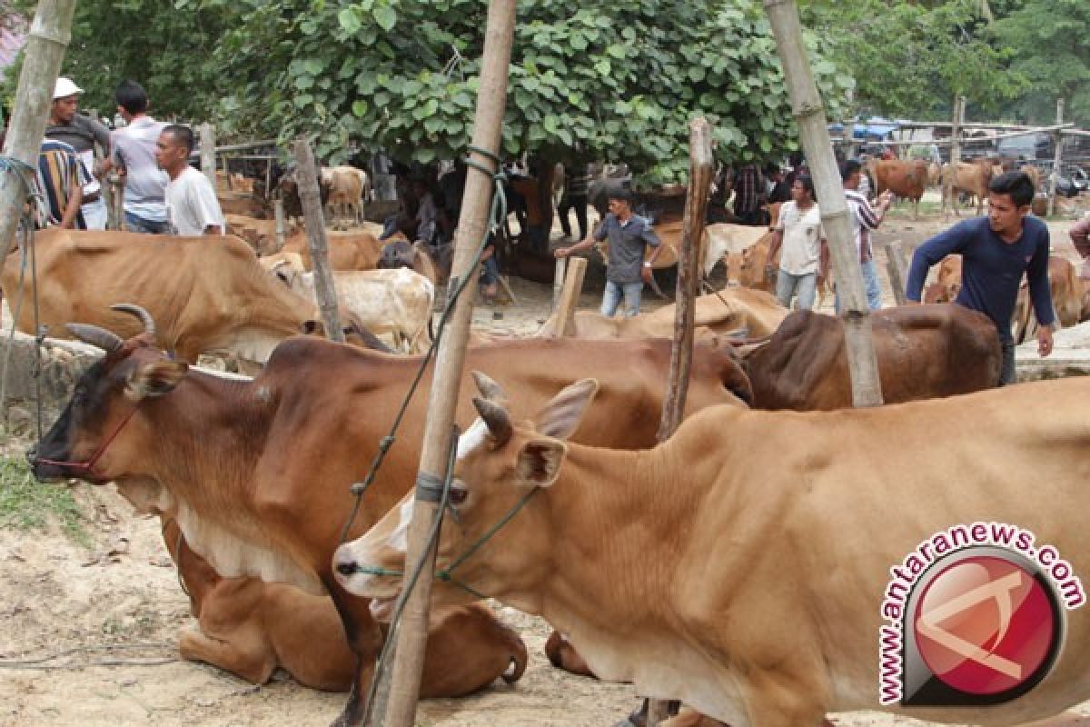 Pedagang Keluhkan Penjualan Hewan Kurban Masih Sepi