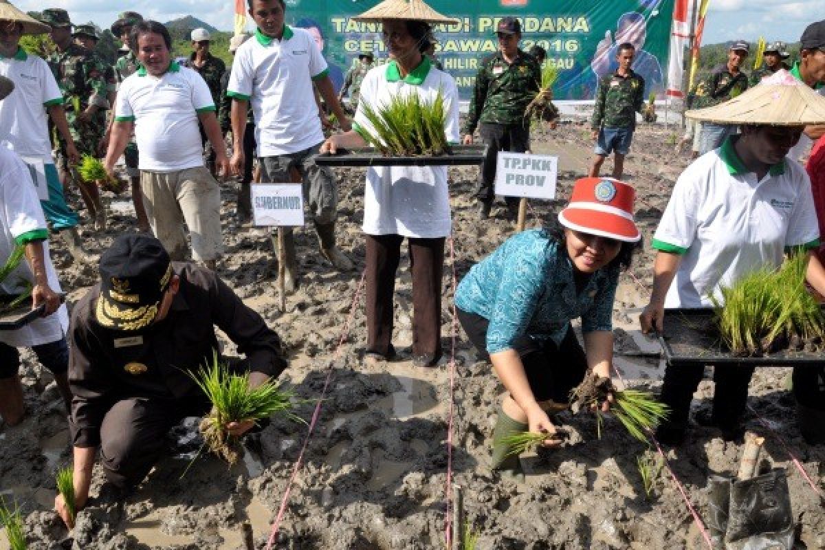 Realisasi Cetak Sawah Baru Kalbar 11.269 Hektare