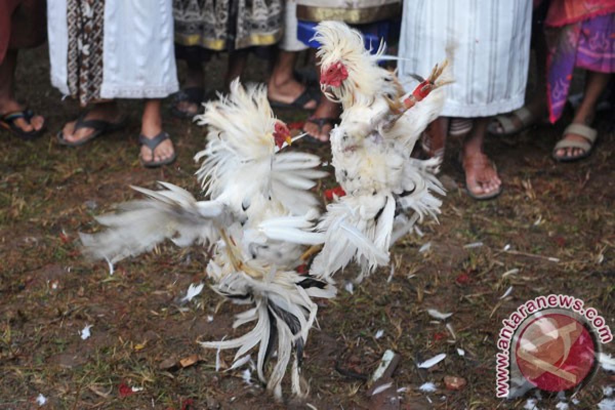 Aparat membakar lokasi judi sabung ayam