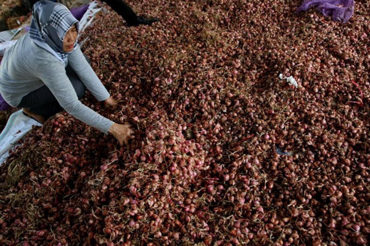 Petani bawang merah Cirebon rugi karena serangan hama