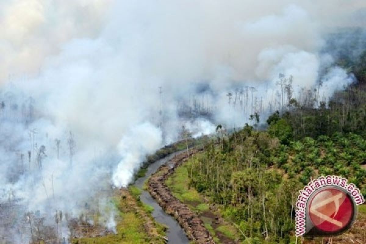 BNPB: siaga darurat kebakaran hutan-lahan di empat provinsi